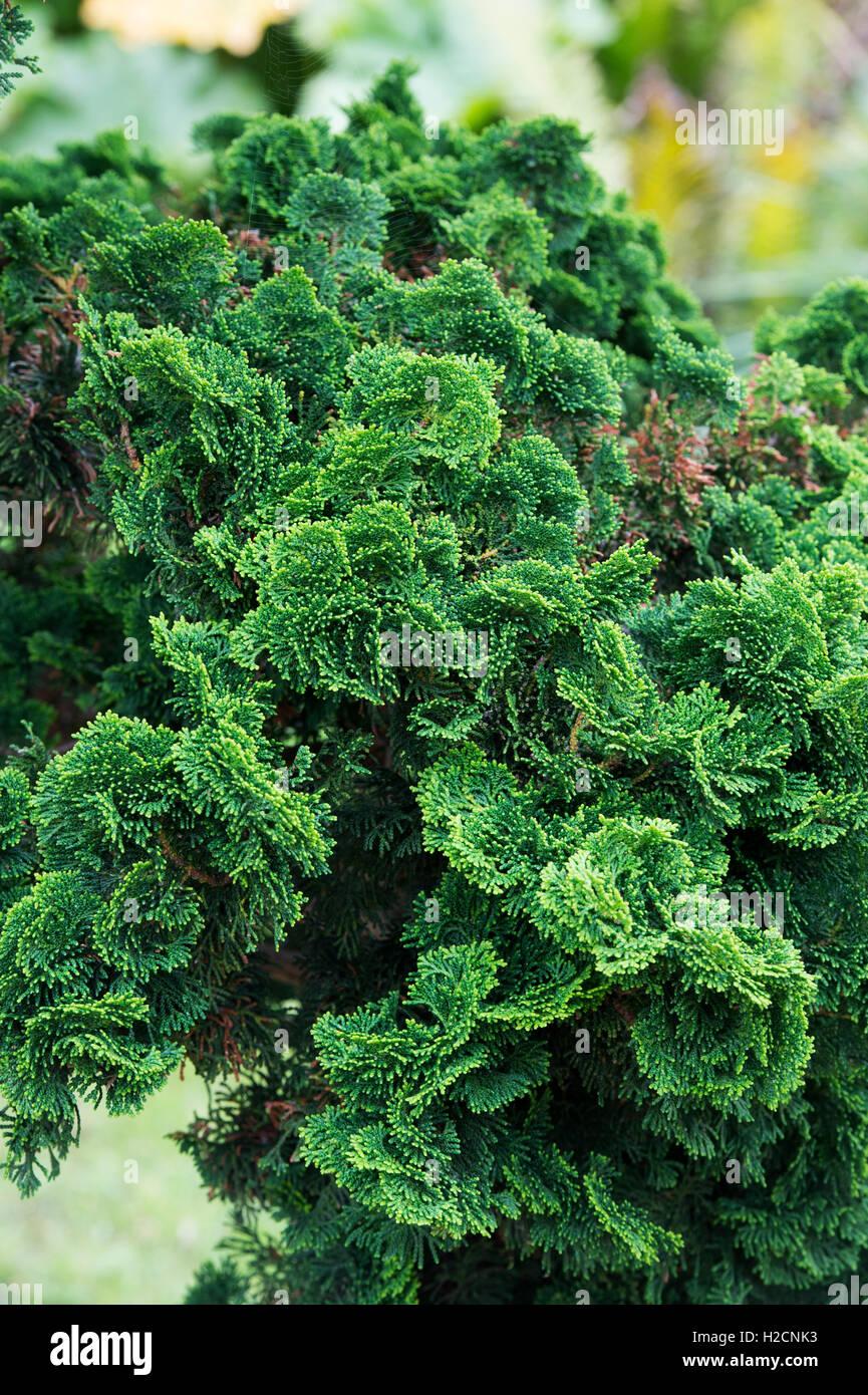 Chamaecyparis Obtusa Gracilis - View 8 from www redcrocus com