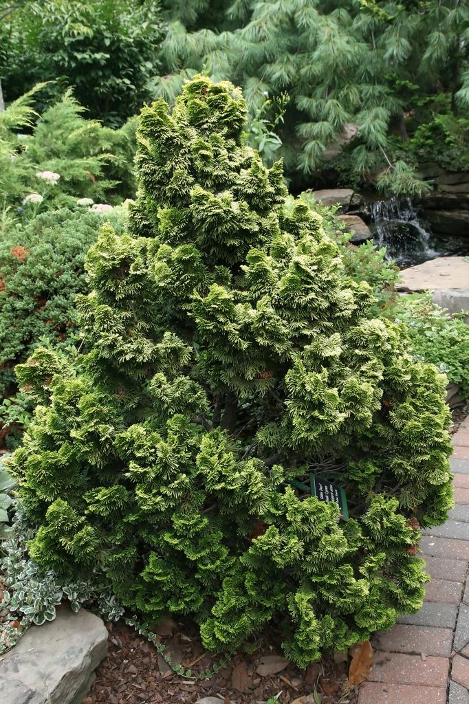 Chamaecyparis Obtusa Gracilis - View 9 from www redcrocus com