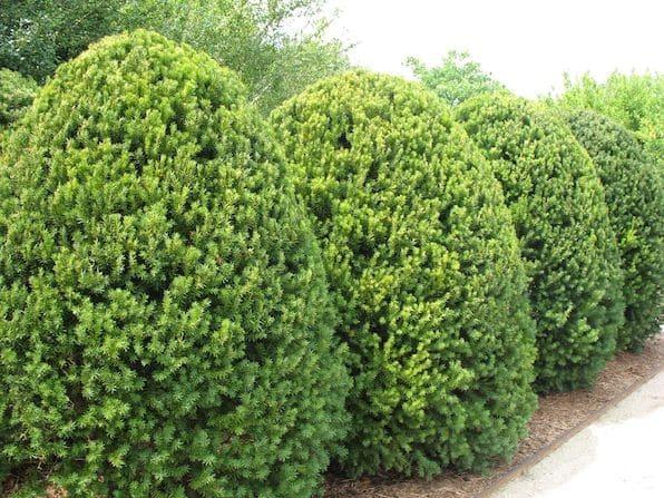 Taxus Media 'h m Eddie' - View 11 from www redcrocus com