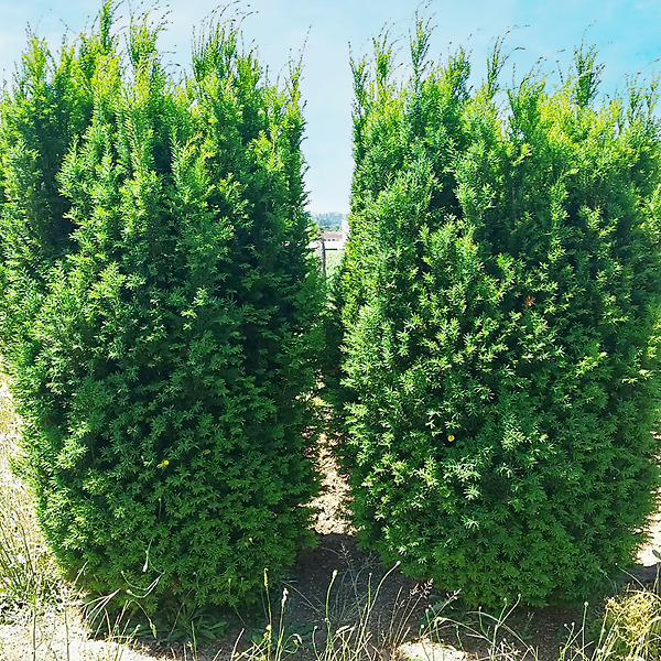 Taxus Media 'h m Eddie' - View 12 from www redcrocus com