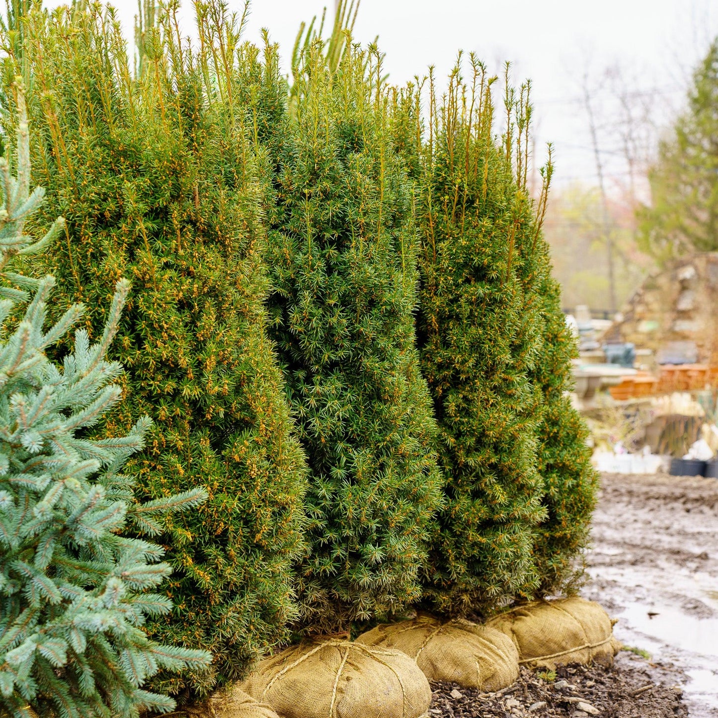 Taxus Media 'h m Eddie' - View 17 from www redcrocus com