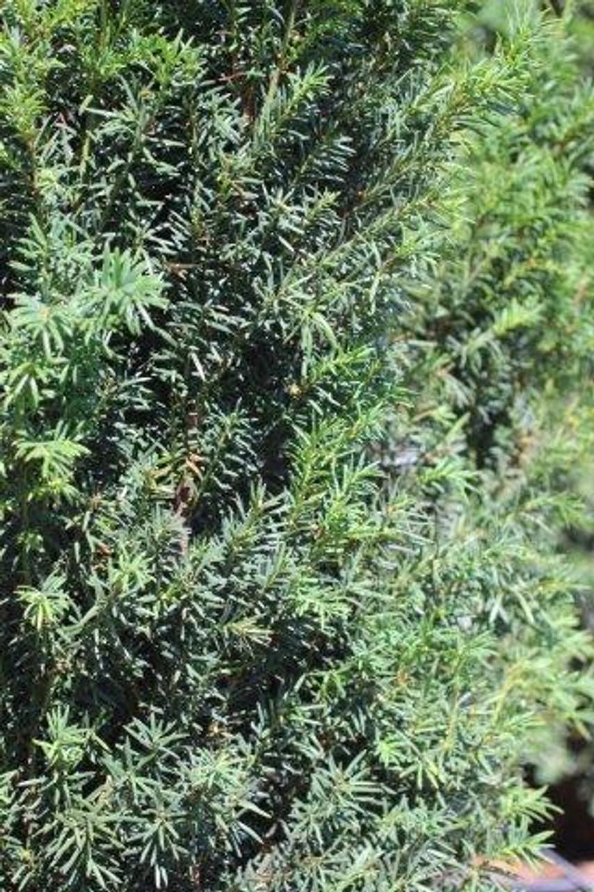 Taxus Media 'h m Eddie' - View 6 from www redcrocus com