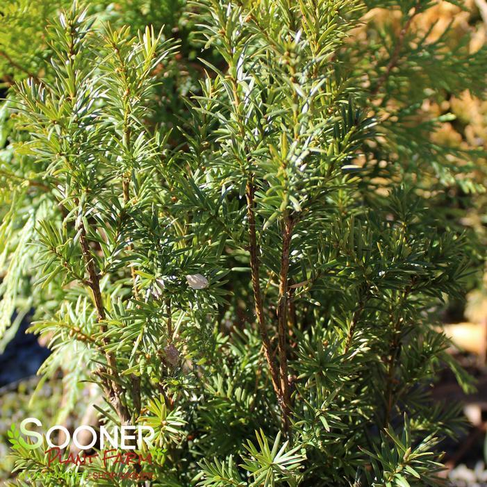 Taxus Media 'h m Eddie' - View 8 from www redcrocus com