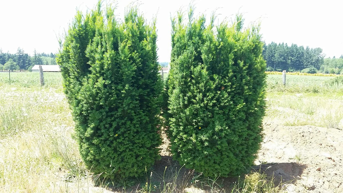 Taxus Media 'h m Eddie' - View 9 from www redcrocus com