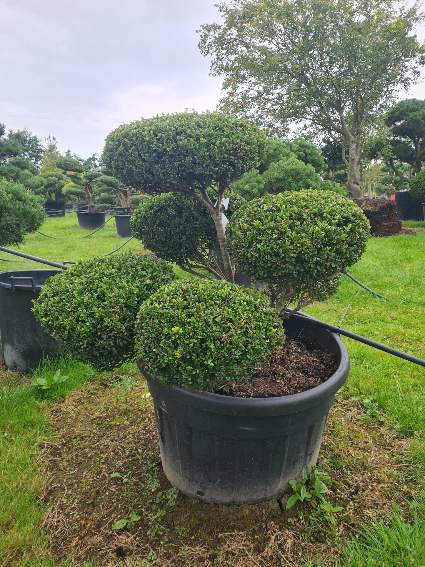 Ilex Crenata Compact Bennett S - View 10 from www redcrocus com