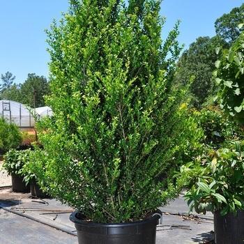 Ilex Crenata Compact Bennett S - View 11 from www redcrocus com