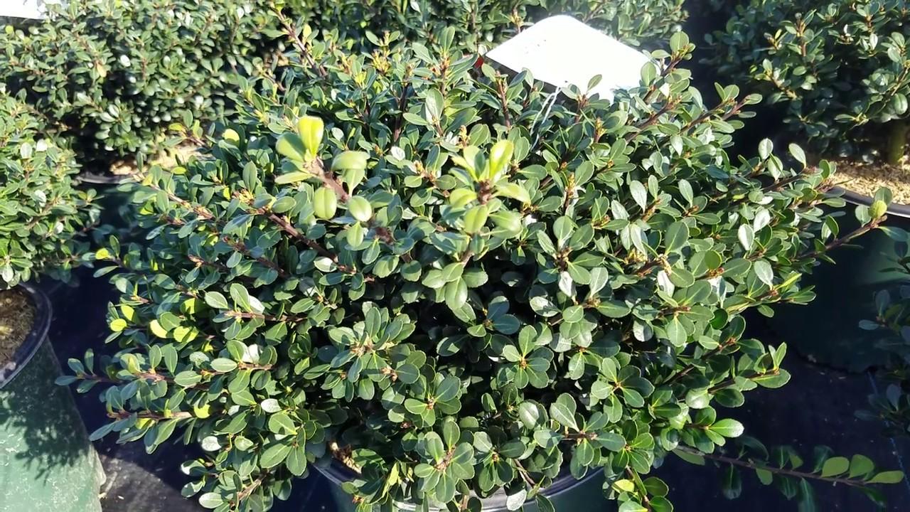 Ilex Crenata Compact Bennett S - View 2 from www redcrocus com