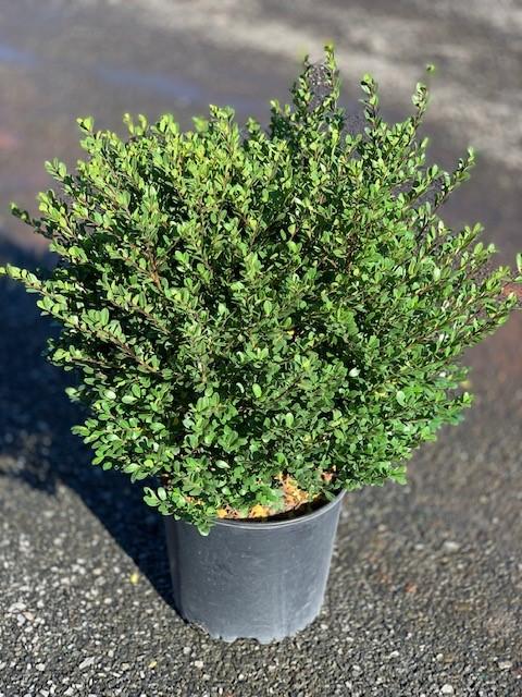 Ilex Crenata Compact Bennett S - View 4 from www redcrocus com