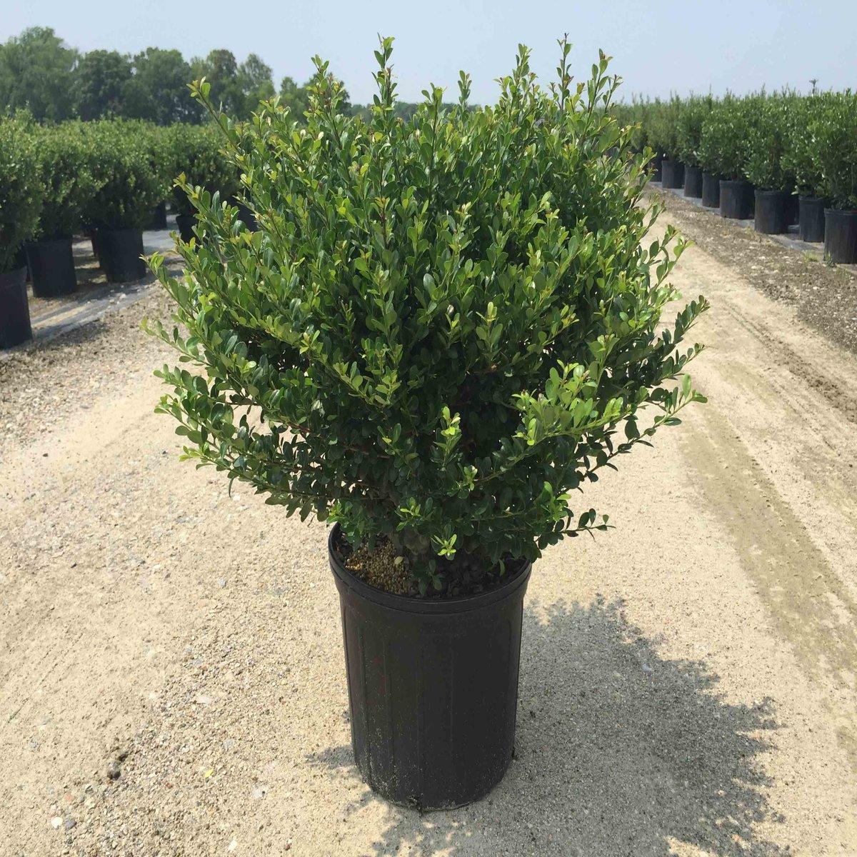 Ilex Crenata Compact Bennett S - View 6 from www redcrocus com