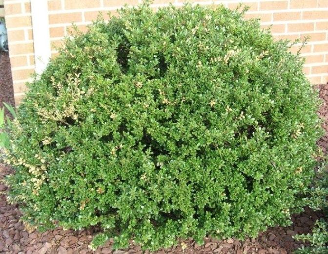 Ilex Crenata Compact Bennett S - View 8 from www redcrocus com
