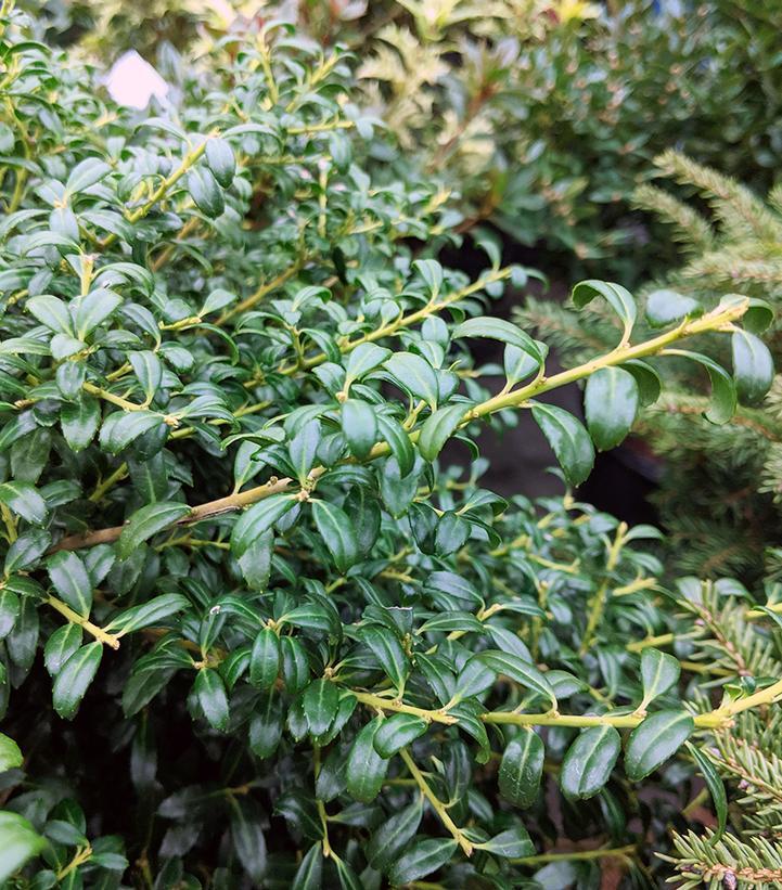 Ilex Crenata 'compact Bennett's' - View 11 from www redcrocus com