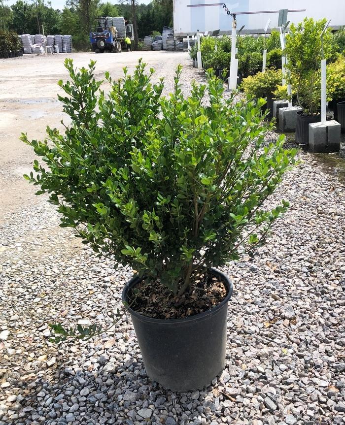 Ilex Crenata 'compact Bennett's' - View 12 from www redcrocus com