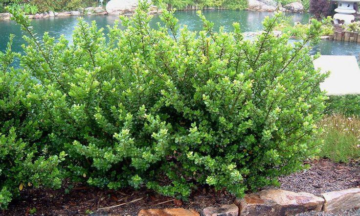 Ilex Crenata 'compact Bennett's' - View 14 from www redcrocus com