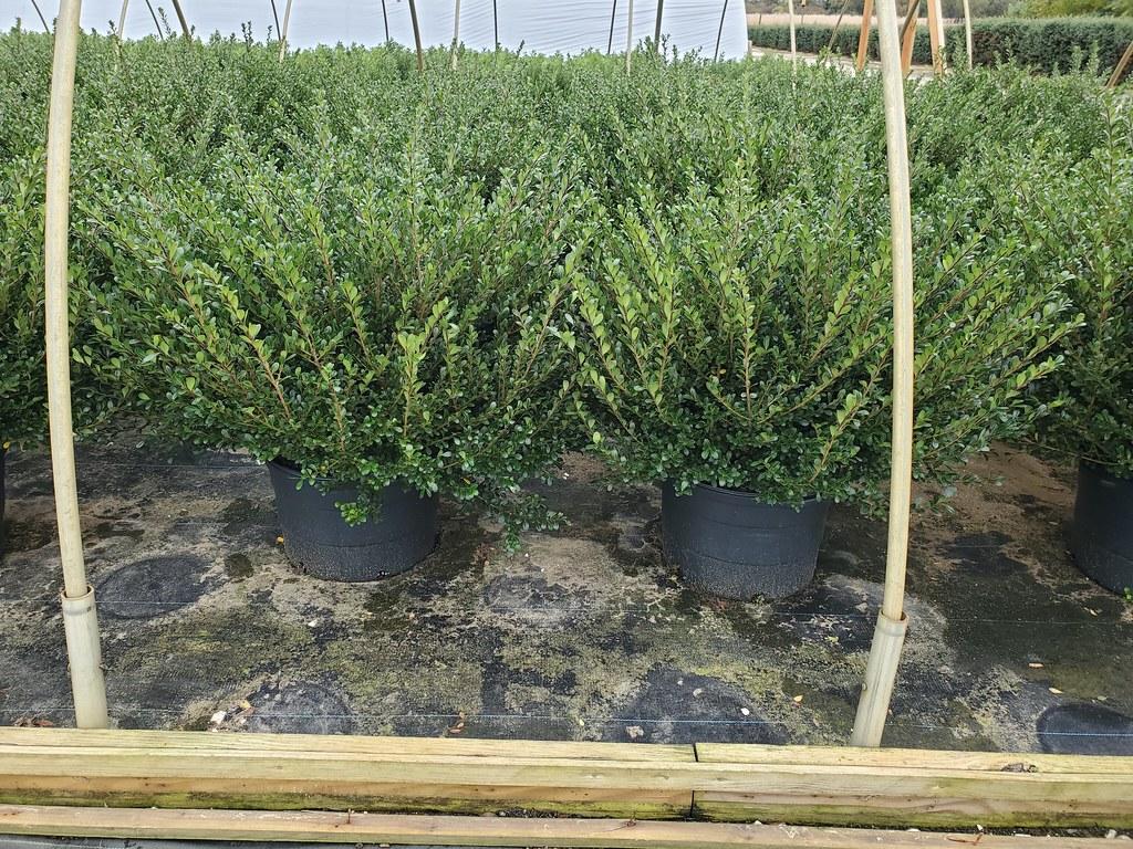 Ilex Crenata 'compact Bennett's' - View 16 from www redcrocus com