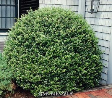 Ilex Crenata 'compact Bennett's' - View 4 from www redcrocus com
