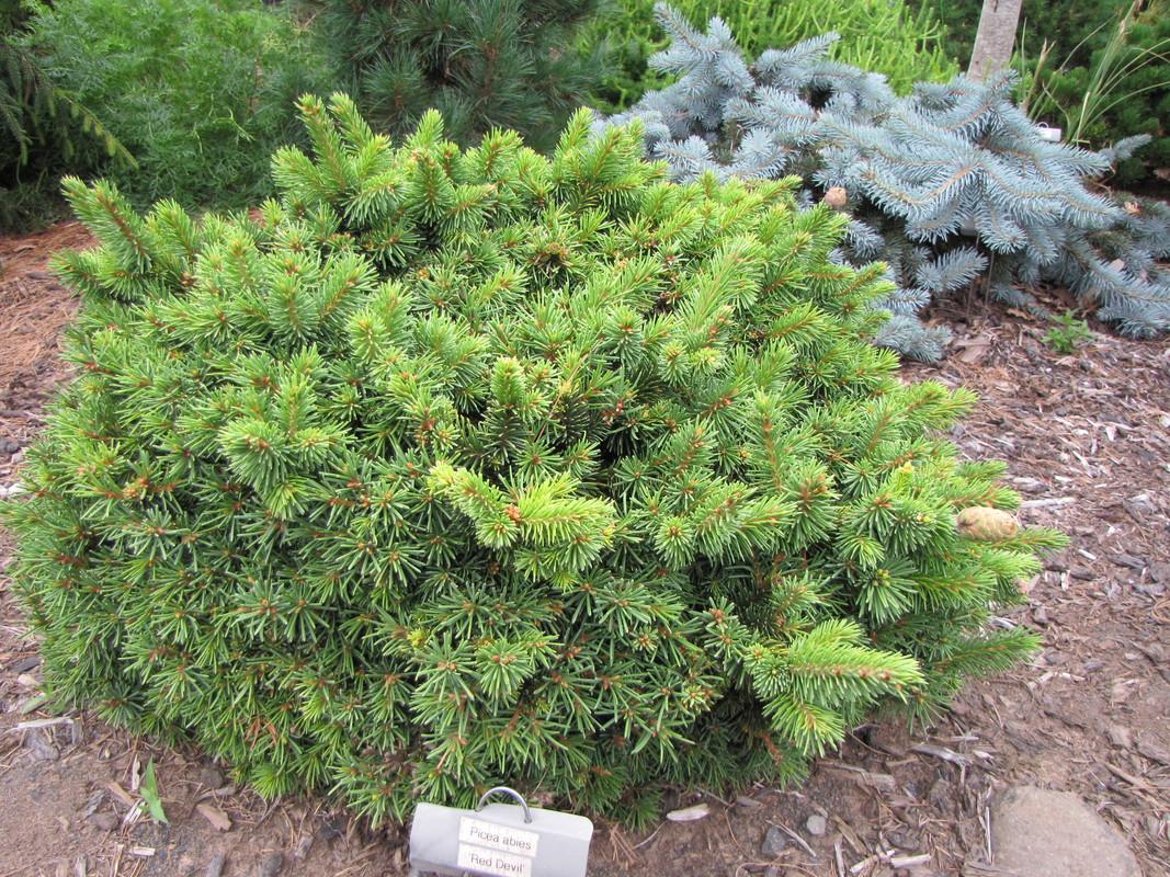 Picea Abies Humilis - View 10 from www redcrocus com