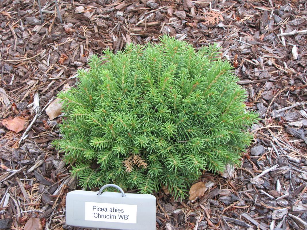 Picea Abies Humilis - View 11 from www redcrocus com