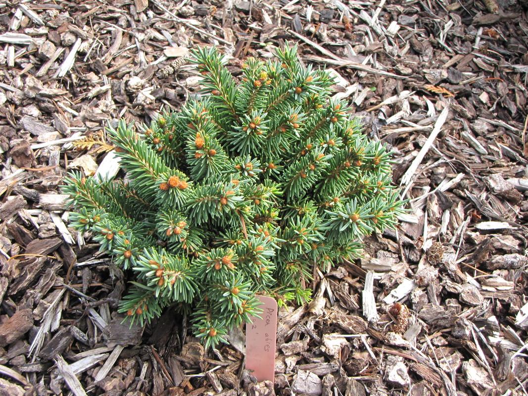 Picea Abies Humilis - View 14 from www redcrocus com