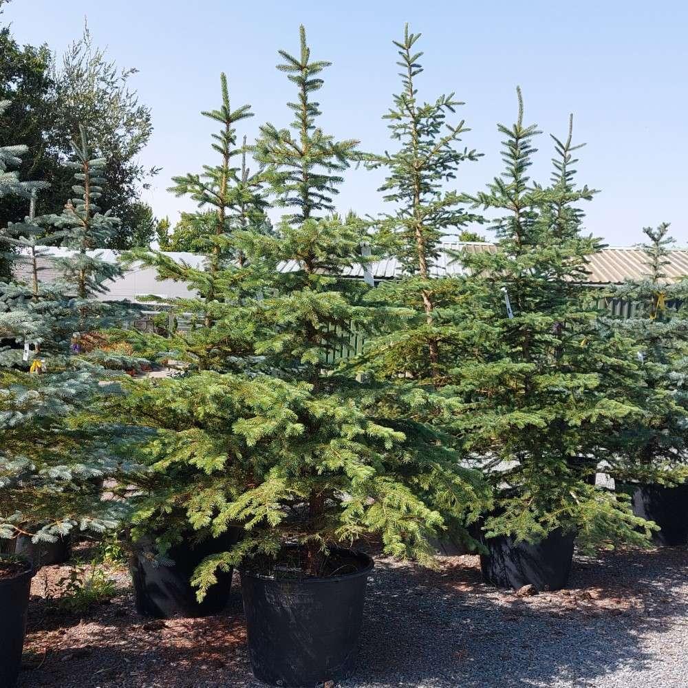 Picea Abies Humilis - View 16 from www redcrocus com