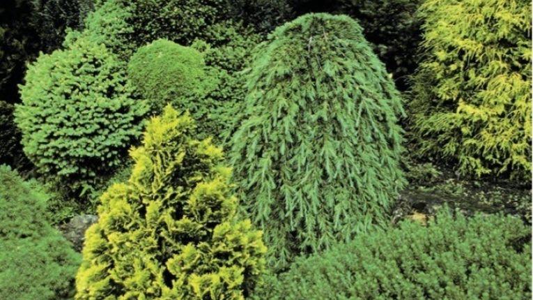 Picea Abies Humilis - View 17 from www redcrocus com