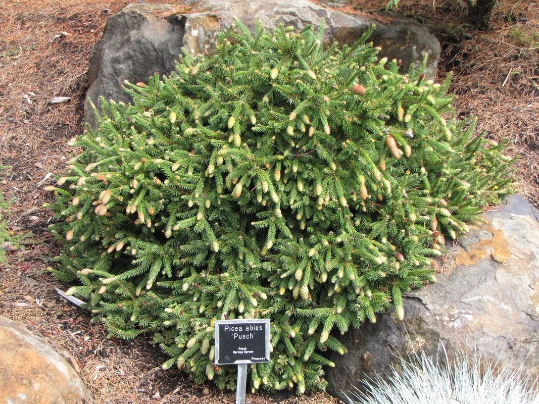 Picea Abies Humilis - View 18 from www redcrocus com