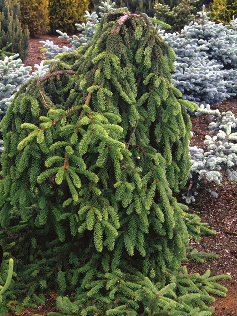 Picea Abies Humilis - View 19 from www redcrocus com