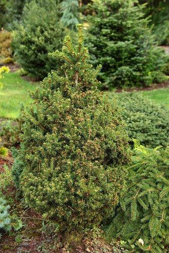 Picea Abies Humilis - View 2 from www redcrocus com