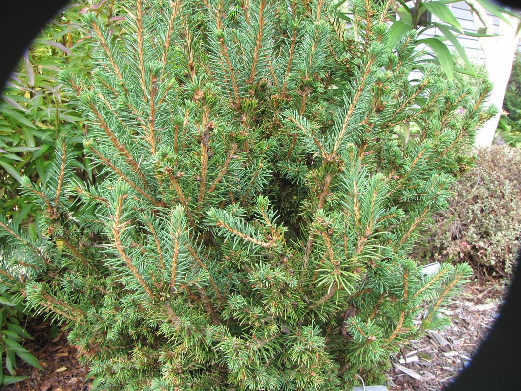 Picea Abies Humilis - View 3 from www redcrocus com