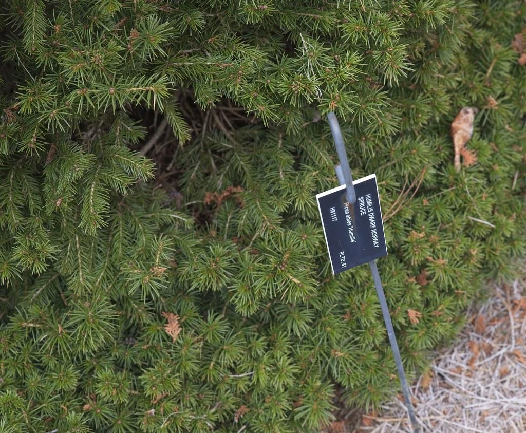 Picea Abies Humilis - View 4 from www redcrocus com