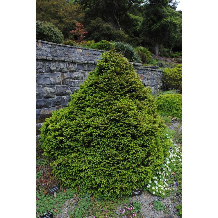 Picea Abies Humilis - View 6 from www redcrocus com