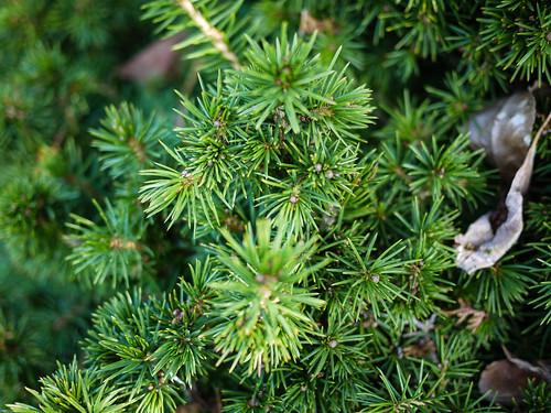 Picea Abies Humilis - View 7 from www redcrocus com