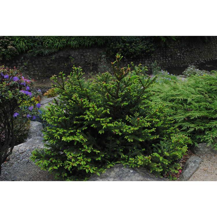 Picea Abies Humilis - View 8 from www redcrocus com