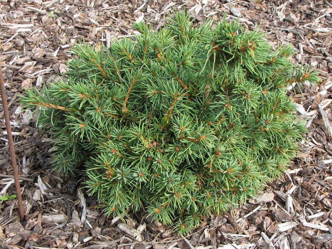 Picea Abies Humilis - View 9 from www redcrocus com