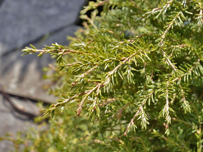 Tsuga Canadensis Bergman S Gem - View 10 from www redcrocus com