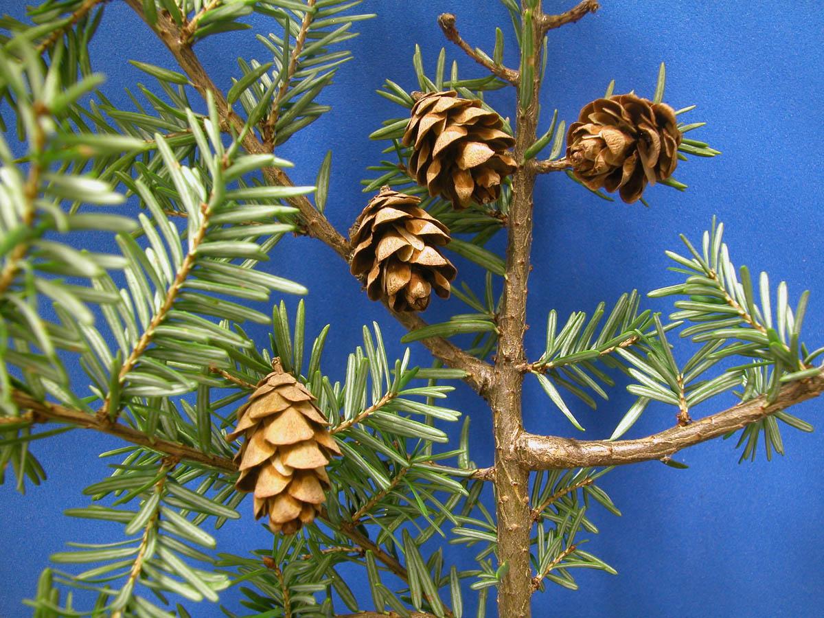 Tsuga Canadensis Bergman S Gem - View 11 from www redcrocus com