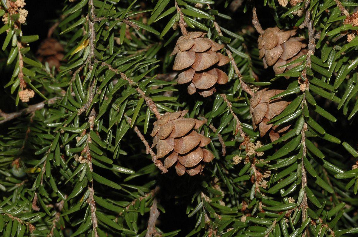 Tsuga Canadensis Bergman S Gem - View 14 from www redcrocus com