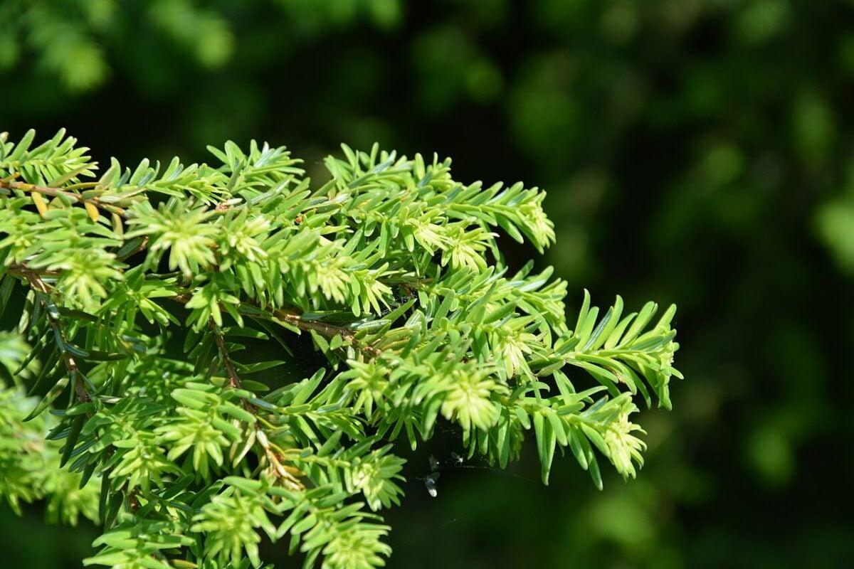 Tsuga Canadensis Bergman S Gem - View 15 from www redcrocus com