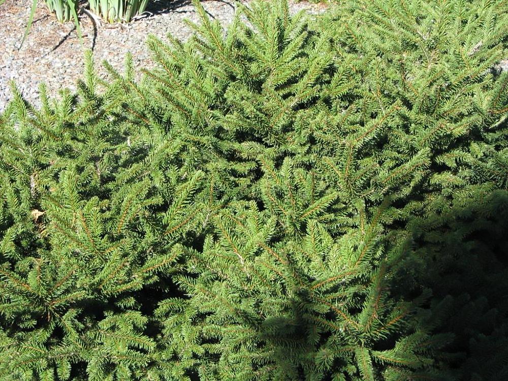 Tsuga Canadensis Bergman S Gem - View 19 from www redcrocus com