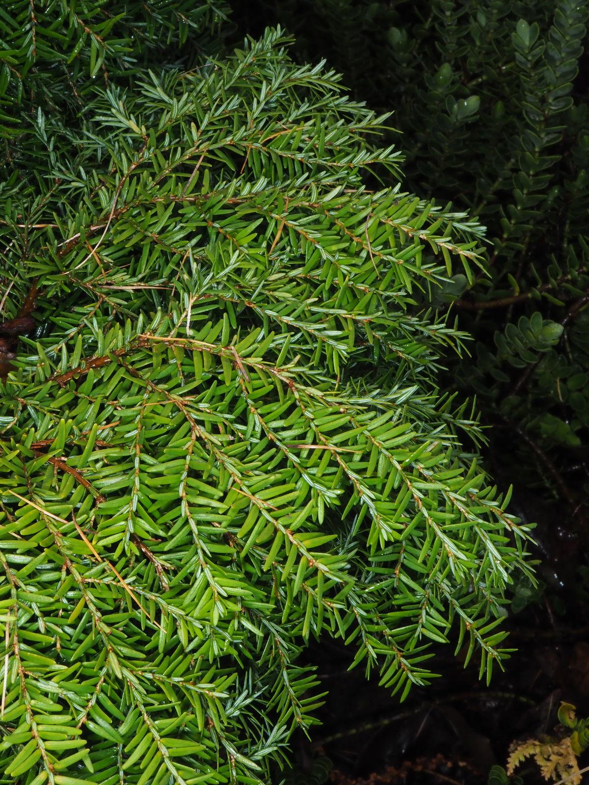Tsuga Canadensis Bergman S Gem - View 20 from www redcrocus com