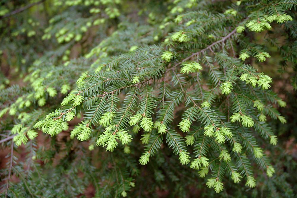 Tsuga Canadensis Bergman S Gem - View 2 from www redcrocus com