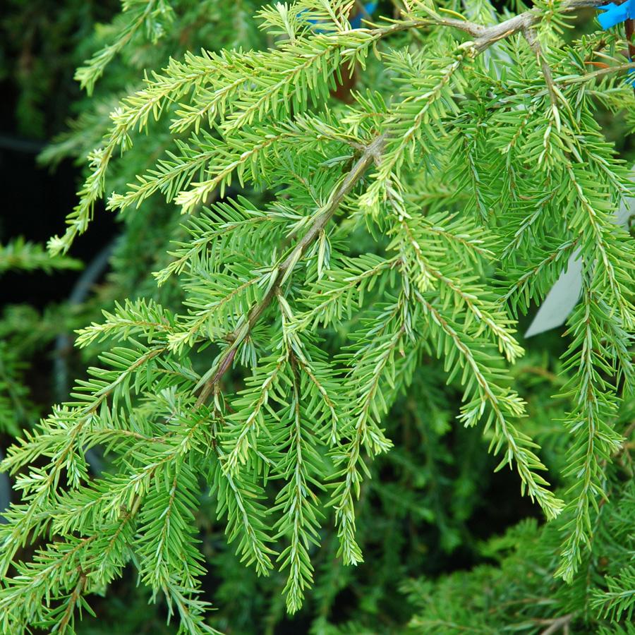 Tsuga Canadensis Bergman S Gem - View 8 from www redcrocus com