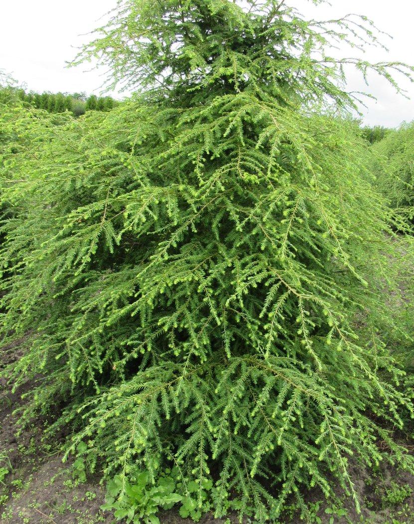 Tsuga Canadensis Bergman S Gem - View 9 from www redcrocus com