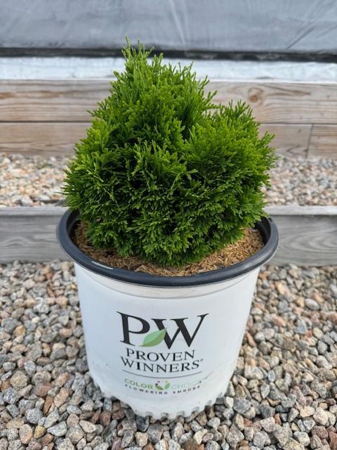 Thuja Occidentalis Tater Tot - View 13 from www redcrocus com