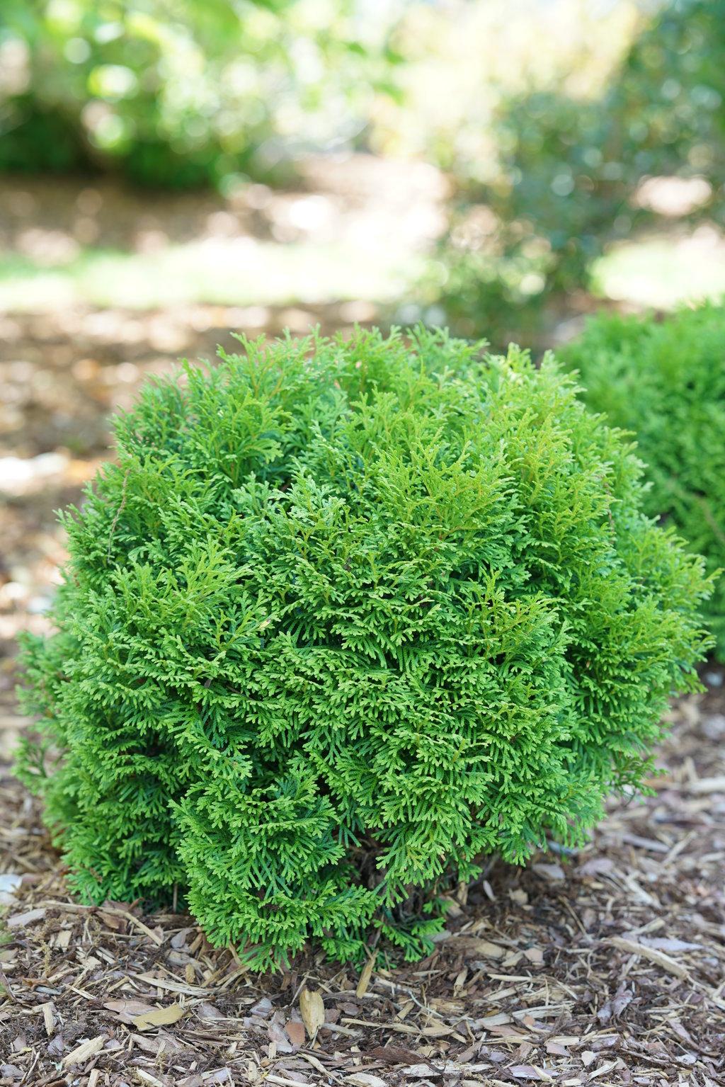 Thuja Occidentalis Tater Tot - View 1 from www redcrocus com
