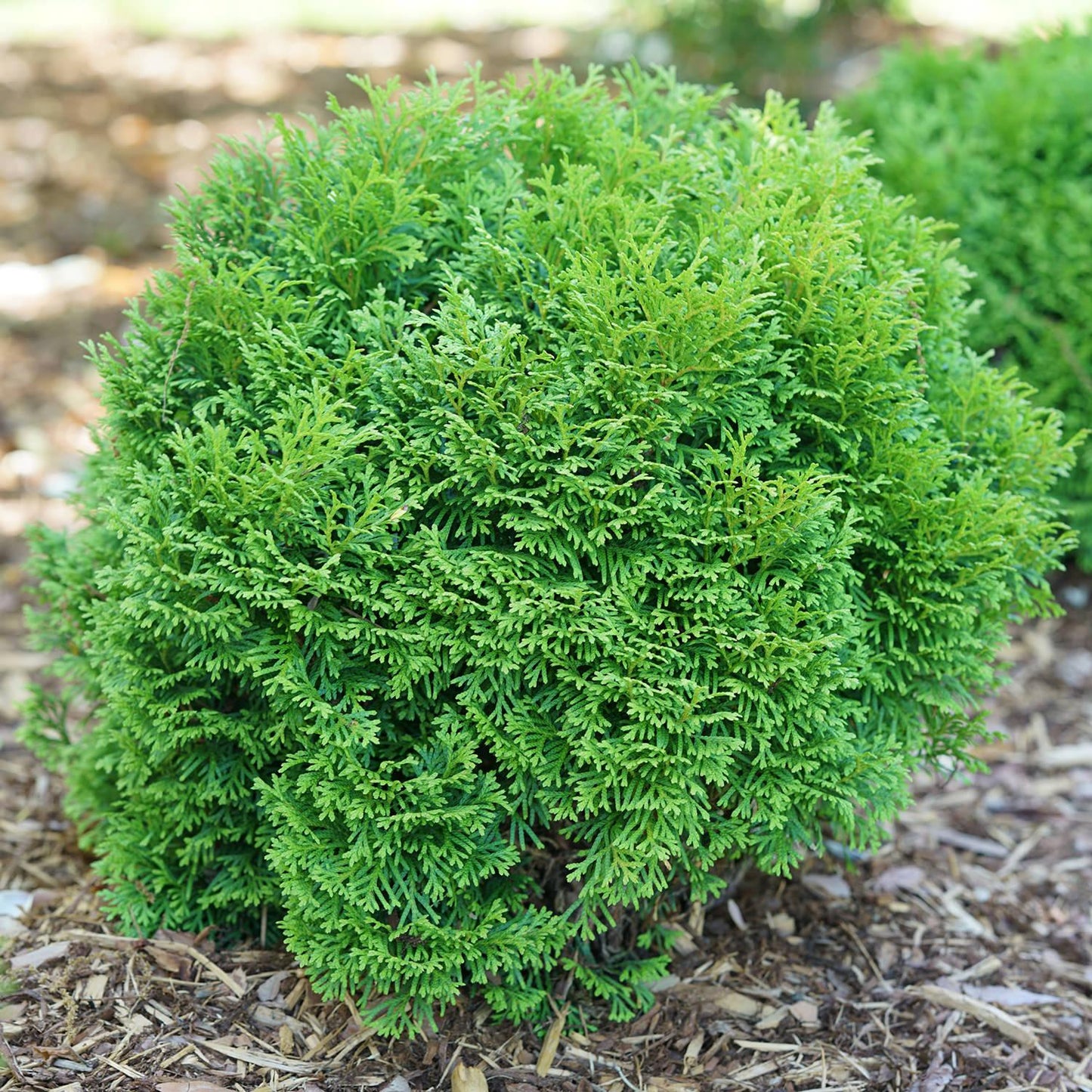 Thuja Occidentalis Tater Tot - View 3 from www redcrocus com
