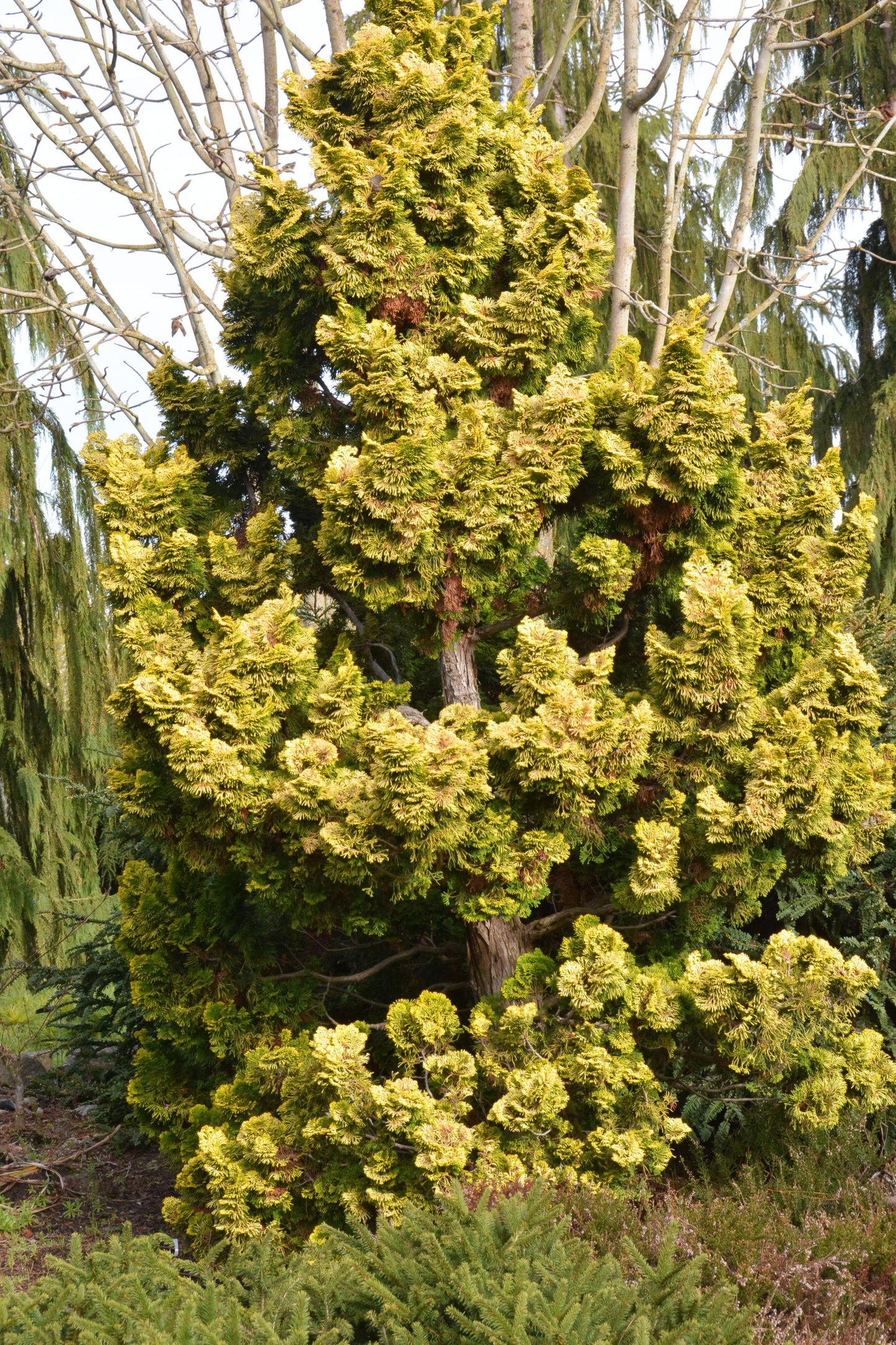Chamaecyparis Obtusa Nana Lutea - View 10 from www redcrocus com