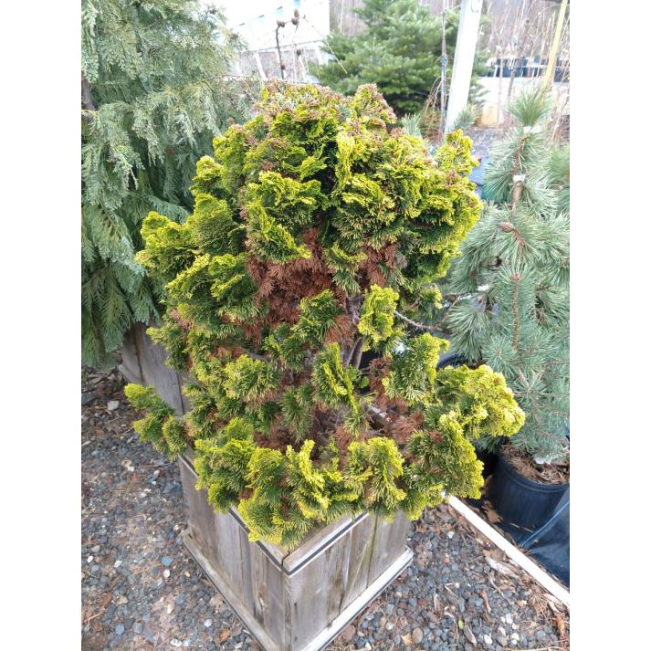 Chamaecyparis Obtusa Nana Lutea - View 11 from www redcrocus com