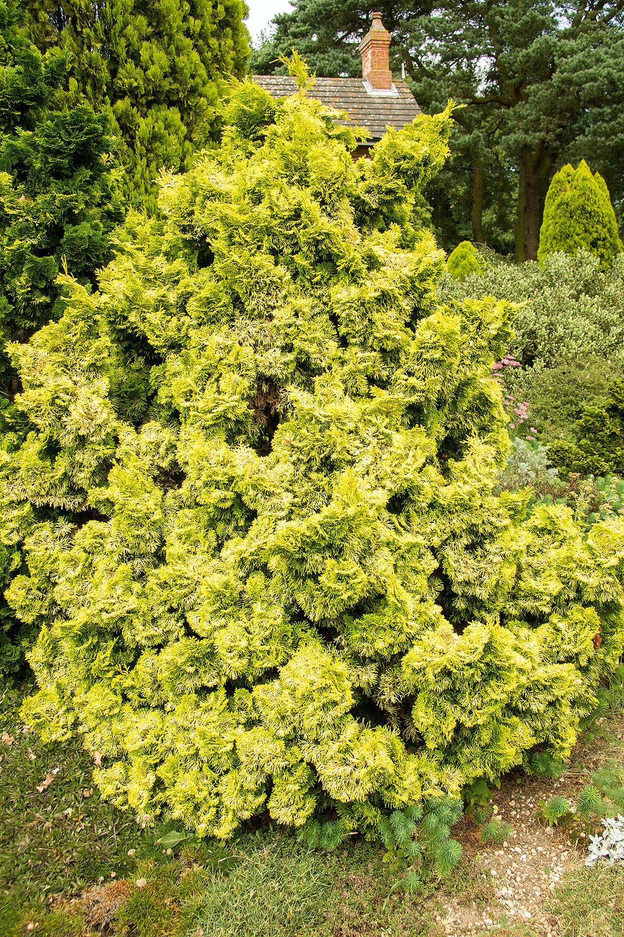 Chamaecyparis Obtusa Nana Lutea - View 13 from www redcrocus com