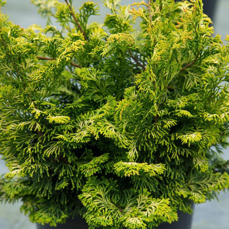 Chamaecyparis Obtusa Nana Lutea - View 18 from www redcrocus com