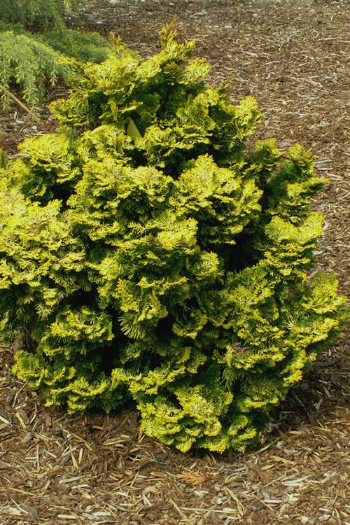 Chamaecyparis Obtusa Nana Lutea - View 19 from www redcrocus com